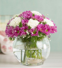 pembe papatya  ve karanfiller