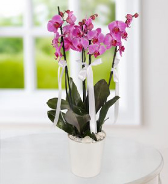 Seramik Vazoda 4 Dal Mor Orkide