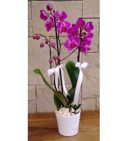 iki dal mor orkide