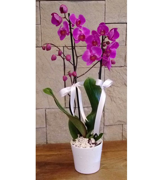 iki dal mor orkide