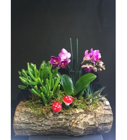 Doğal Kütükte Mini Orkide ve Succulent